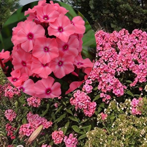 Phlox paniculata 'Sweet Summer Dream' - Aed-leeklill 'Sweet Summer Dream' P9/0,55L        